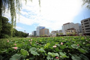 千秋公園のはす