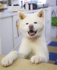 秋田犬のゆき