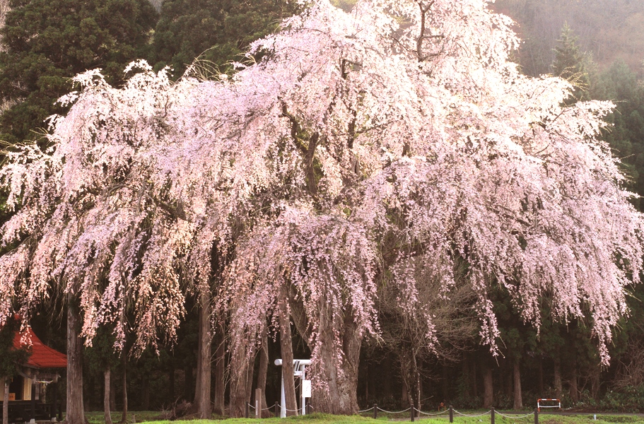 おしら様のしだれ桜