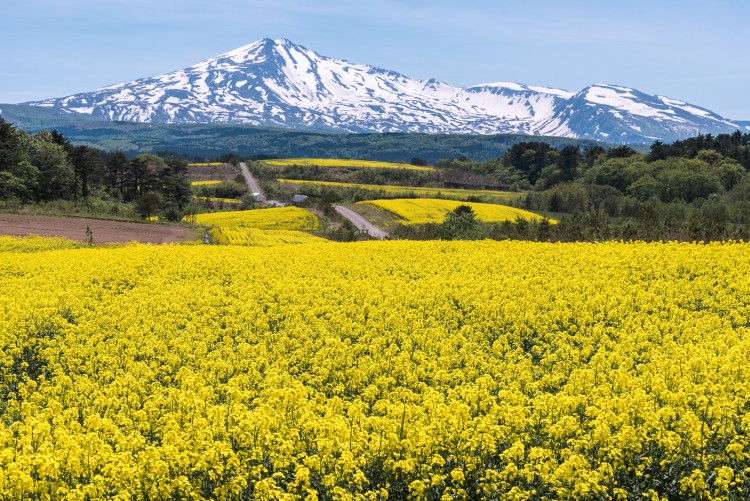 菜の花と鳥海山（鳥海高原）