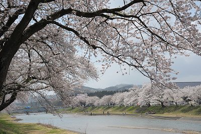 斉内川の桜堤