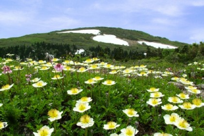 花の百名山「森吉山」