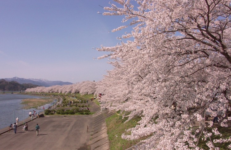 桧木内川堤のソメイヨシノ