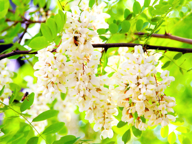 日本一の群生地といわれるアカシアの花