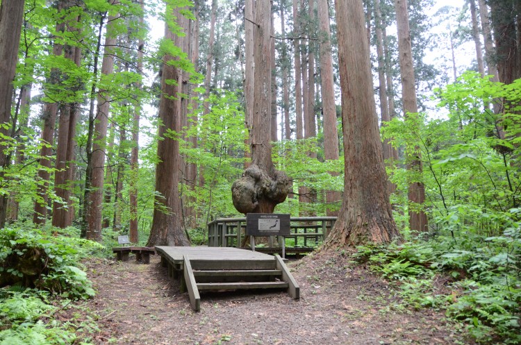 森の巨人「コブ杉」