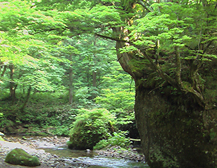 デロ杉流域と呼ばれる馬場目川の上流に佇む巨岩「ネコバリ岩」