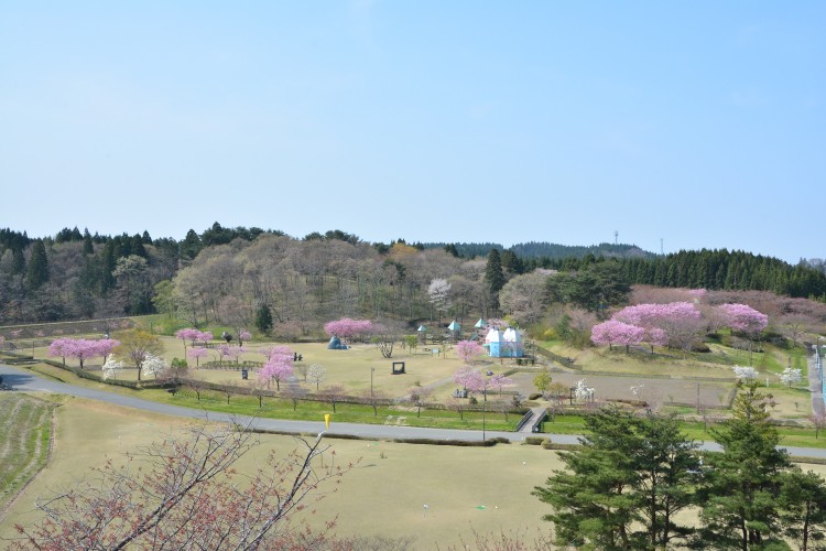 春には桜が咲き誇ります　日本国花苑
