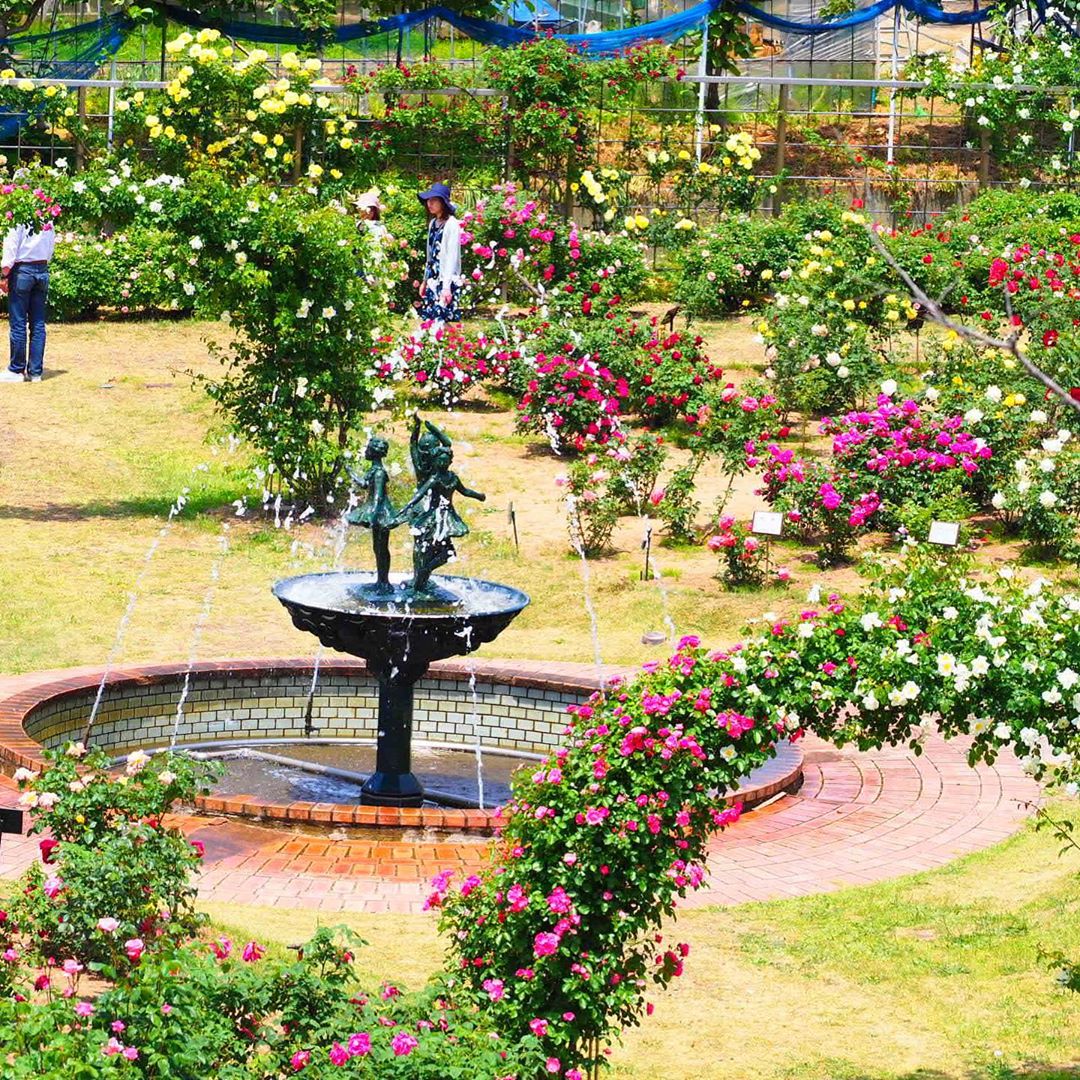 桜だけではないのです　日本国花苑バラ園