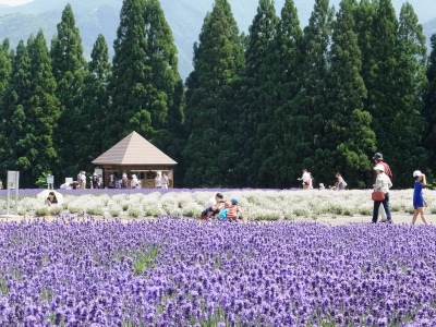 東北最大規模を誇る「美郷町ラベンダー園」見ごろ６月中旬～7月上旬